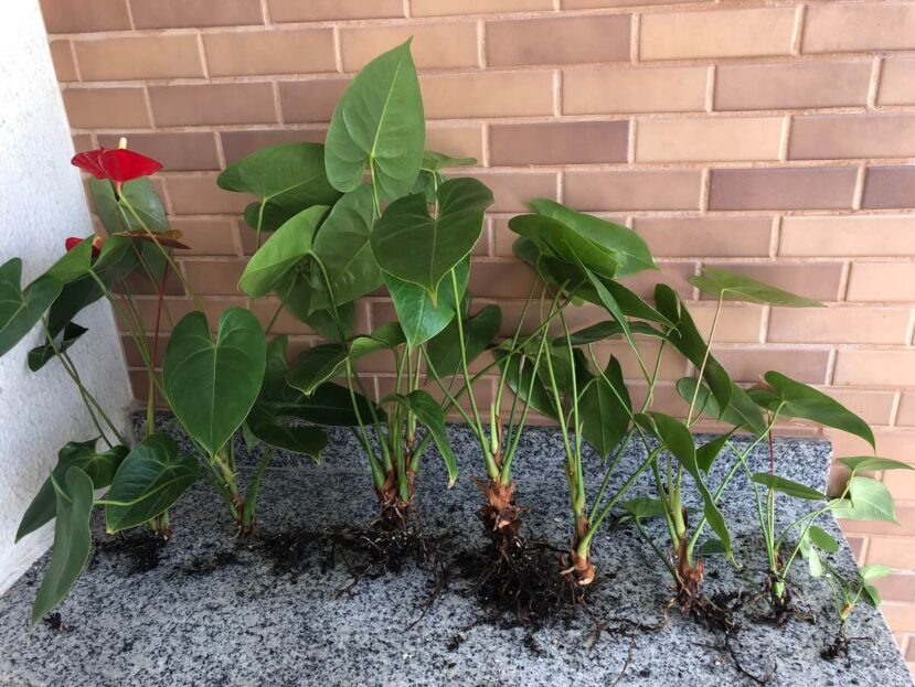 Como fazer muda de antúrio Planta Decora