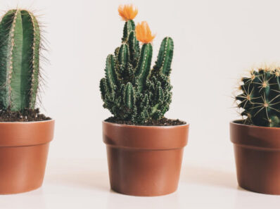 Como cuidar de cacto, foto com 3 cactos em vasos de barro