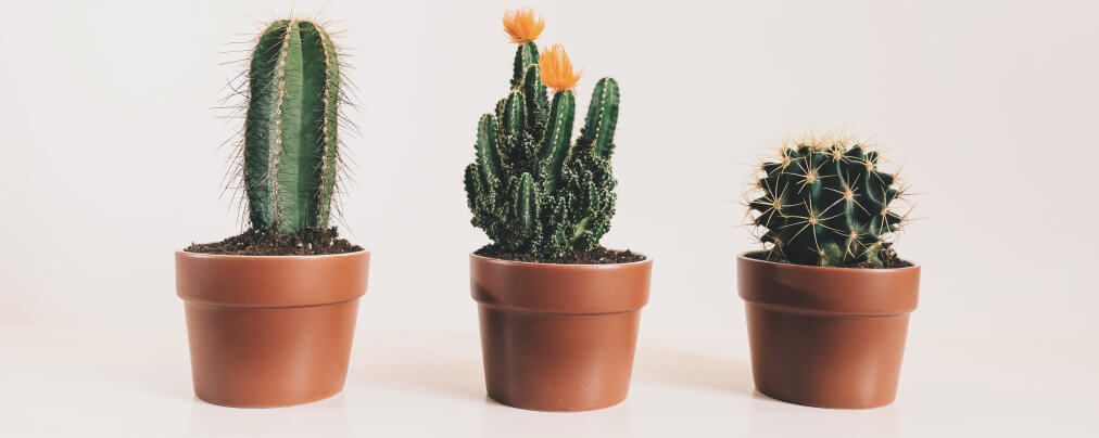 Como cuidar de cacto, foto com 3 cactos em vasos de barro