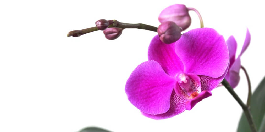 como cuidar de orquídea