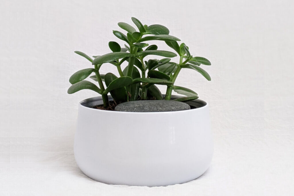 como cuidar da suculenta jade - foto de jade plantada no vaso branco