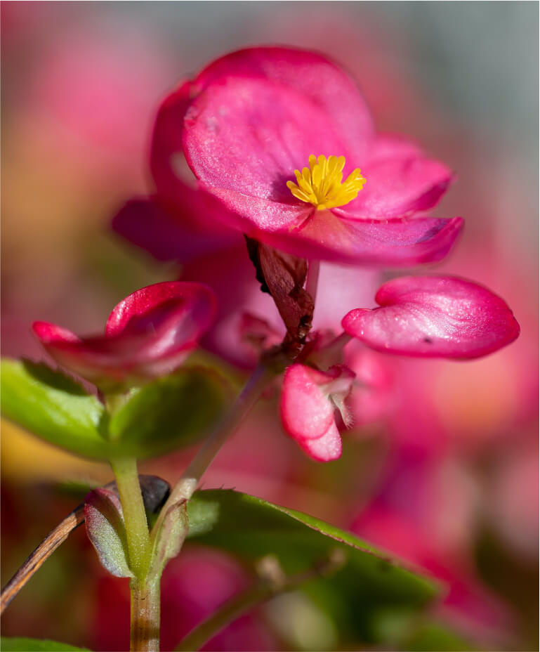 foto begônia com flores rosas