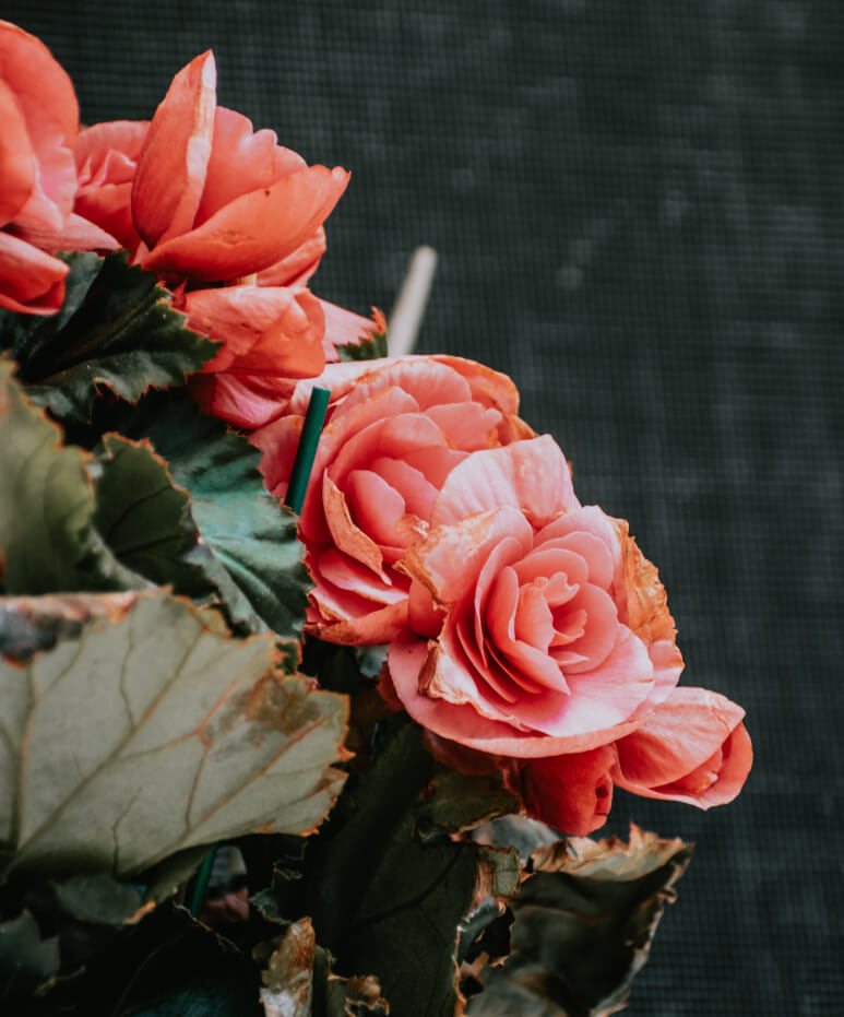 foto begônia com flores vermelhas