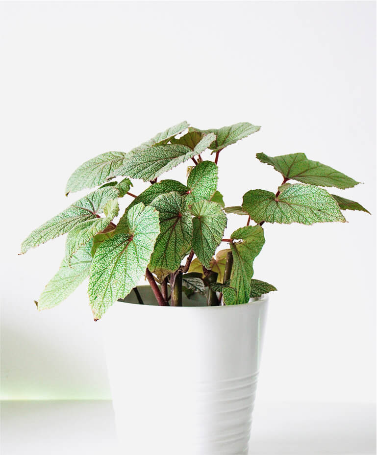 foto de begônia com folhagen verdes em vaso branco