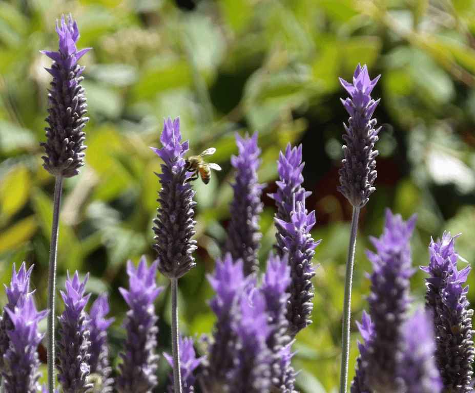 luminosidade planta lavanda