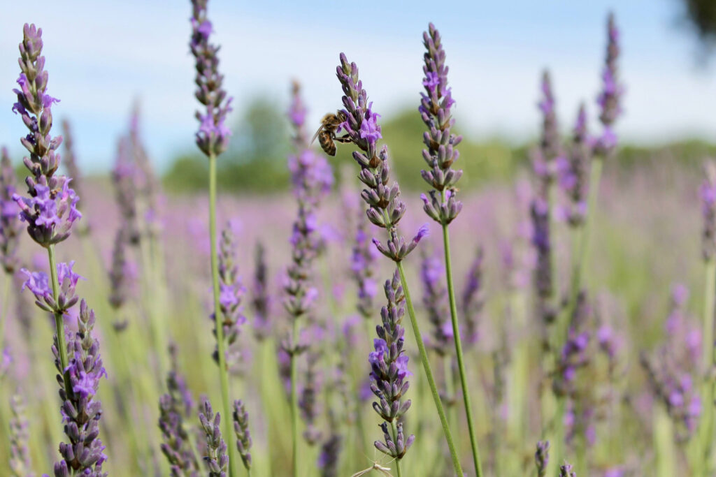 como cuidar de lavanda