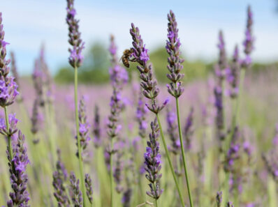 como cuidar de lavanda