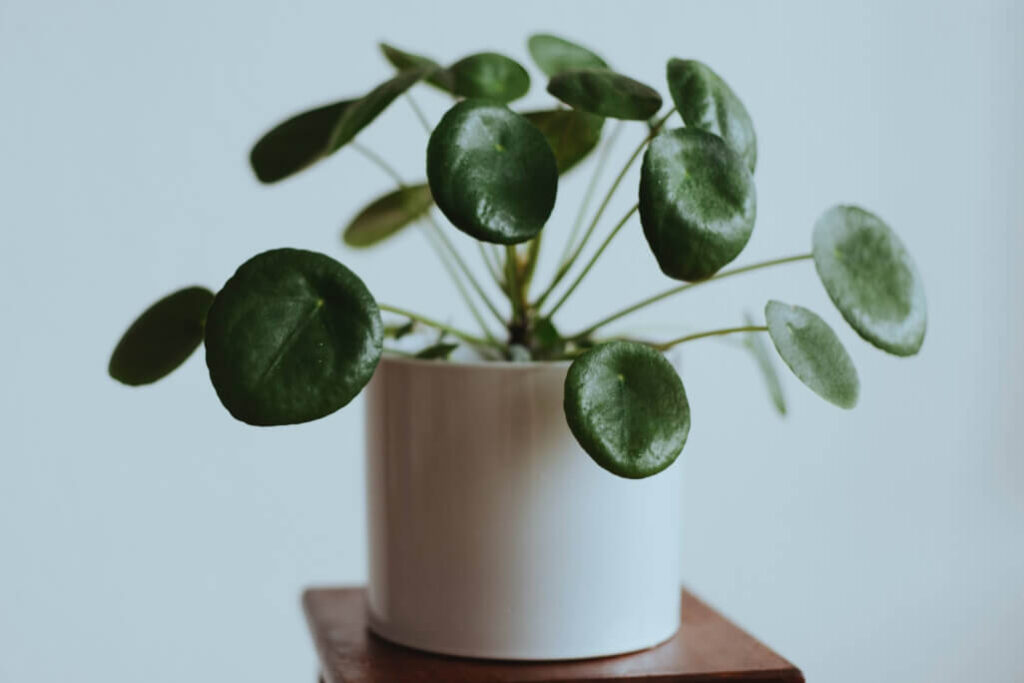 como cuidar pilea peperomioides