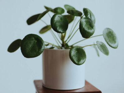 como cuidar pilea peperomioides