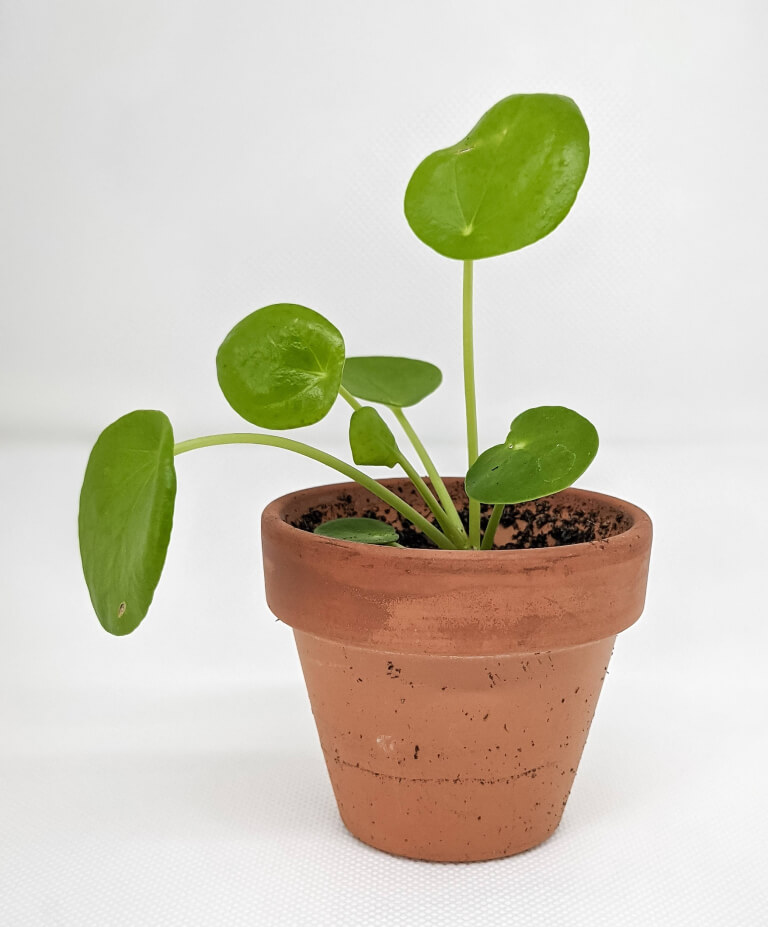 como fazer mudas pilea peperomioides