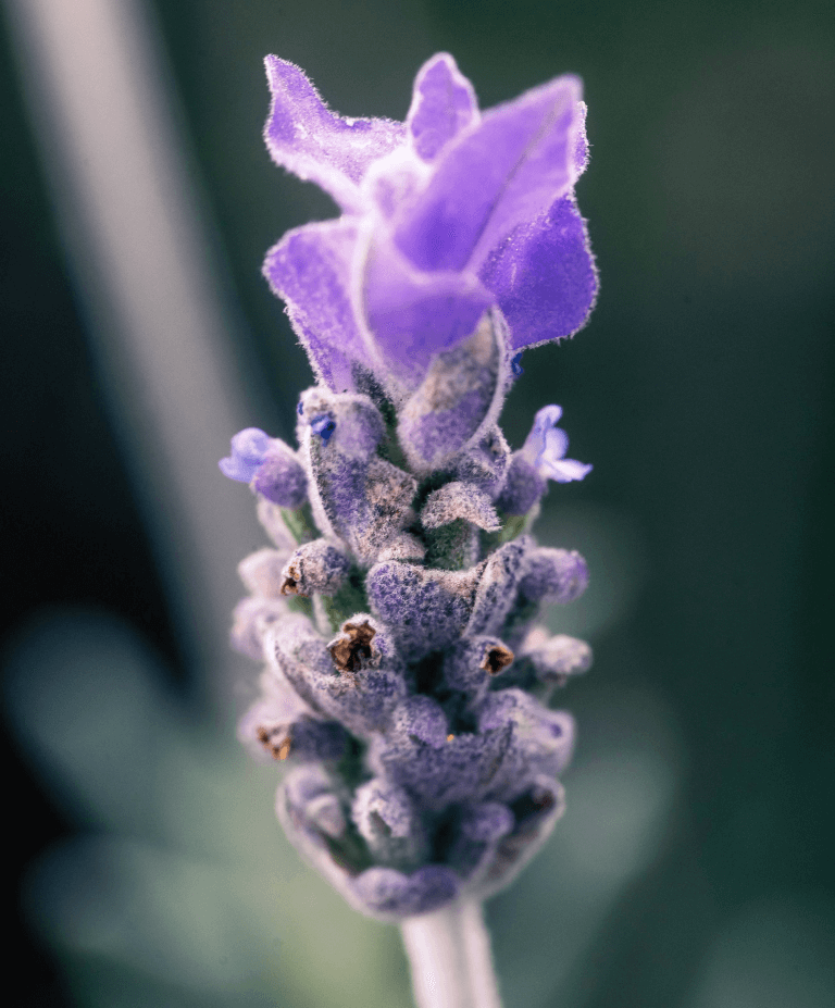 flor planta lavanda