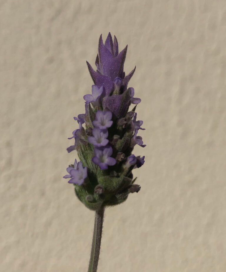 flor lavanda detalhe