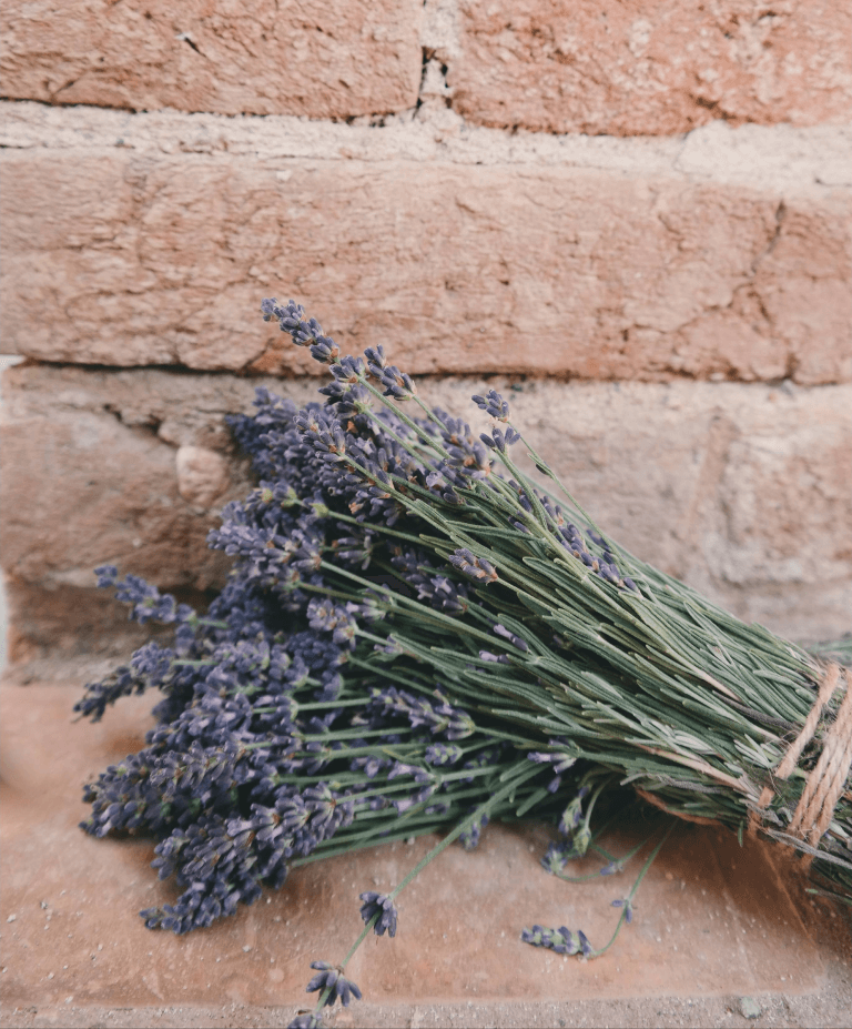 flores lavanda para decoração