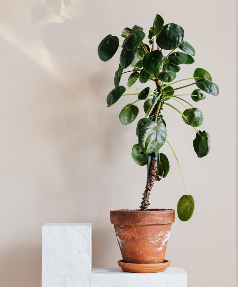 pilea peperomioides crescimento vaso