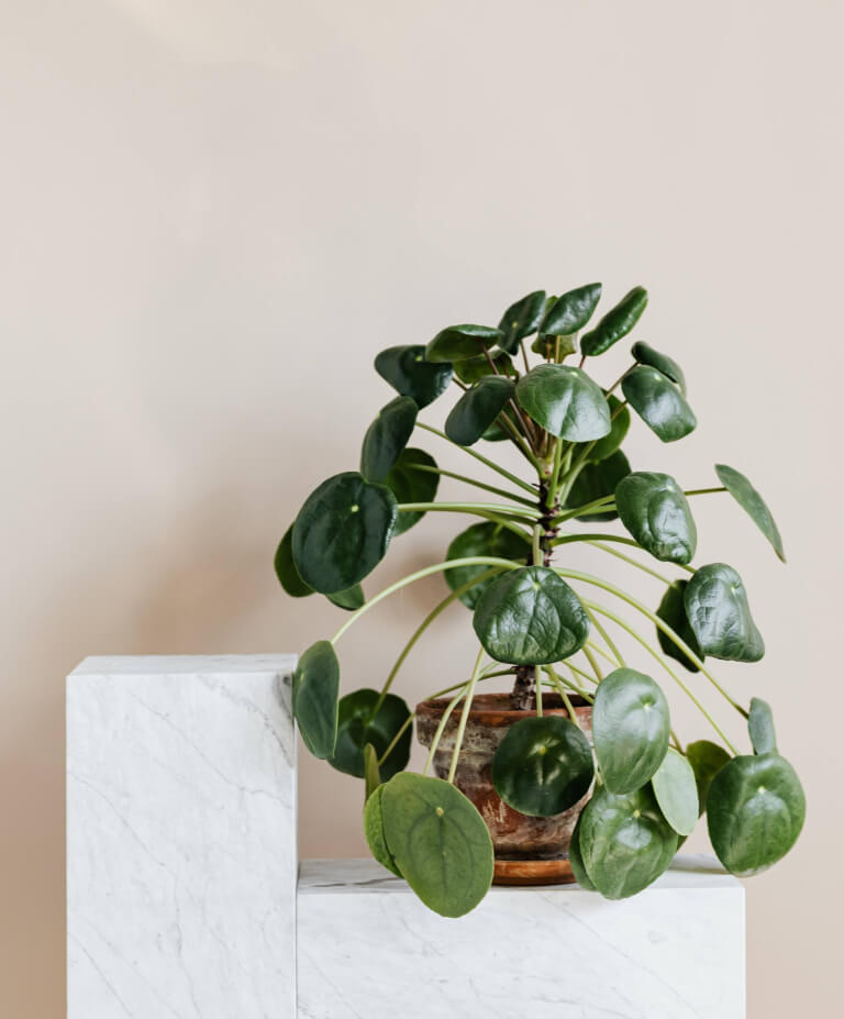 pilea peperomioides luminosidade