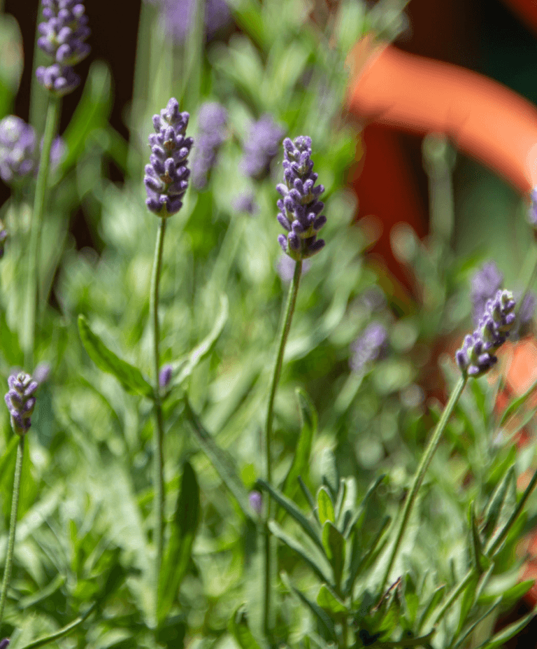 como regar lavanda