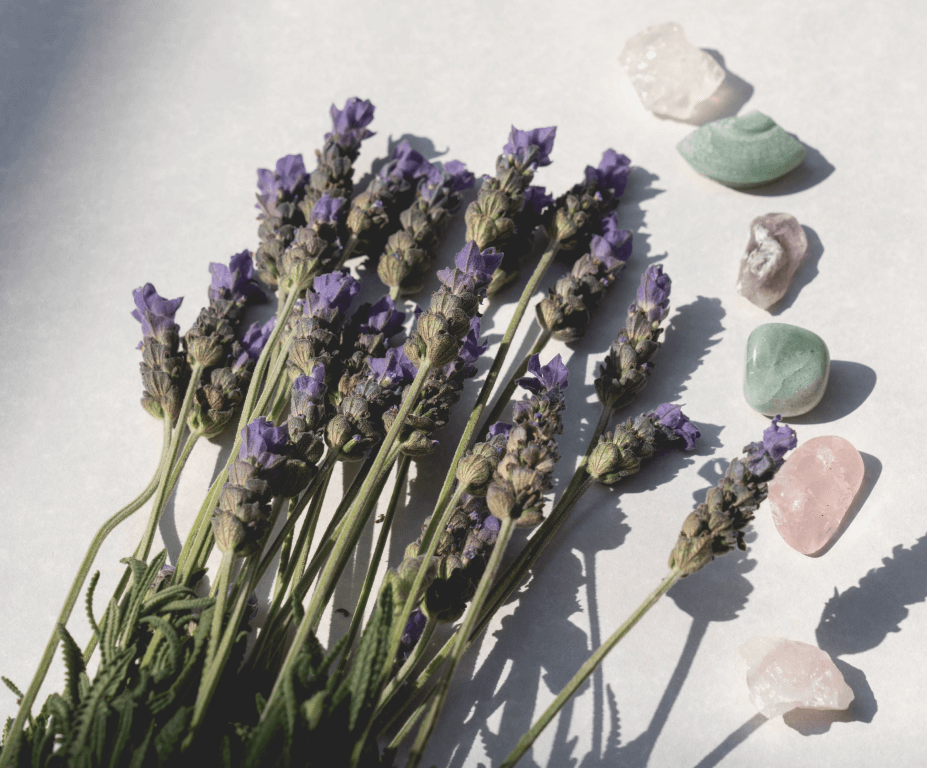 planta lavanda para decoração