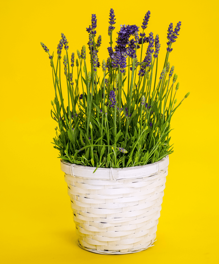 planta lavanda em vaso