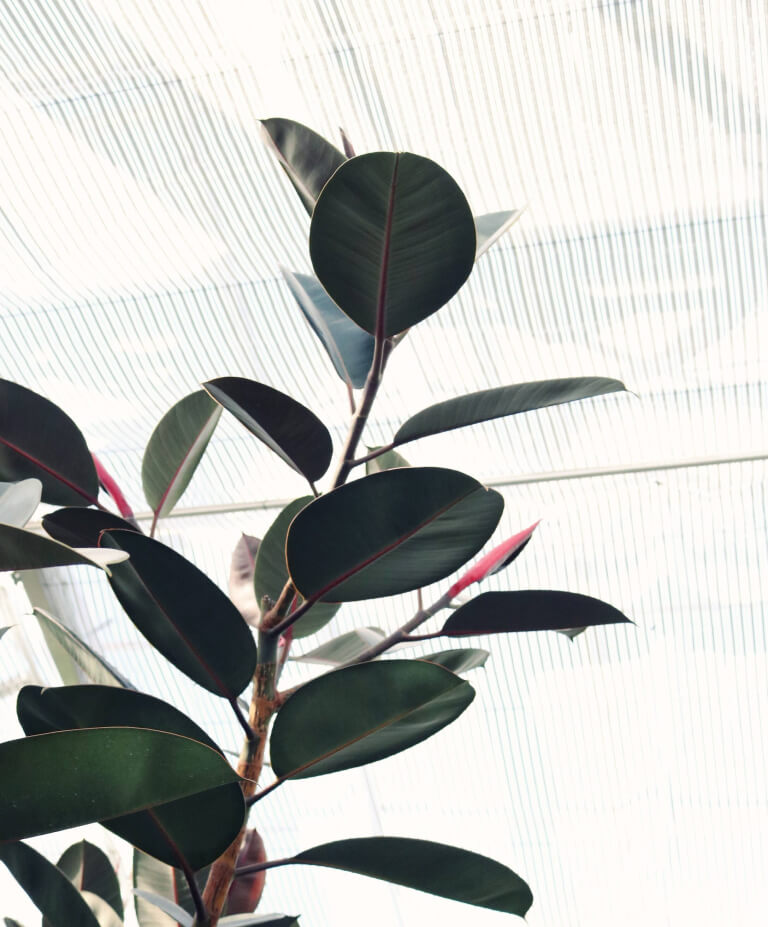 Ficus elastica rubro burgundy