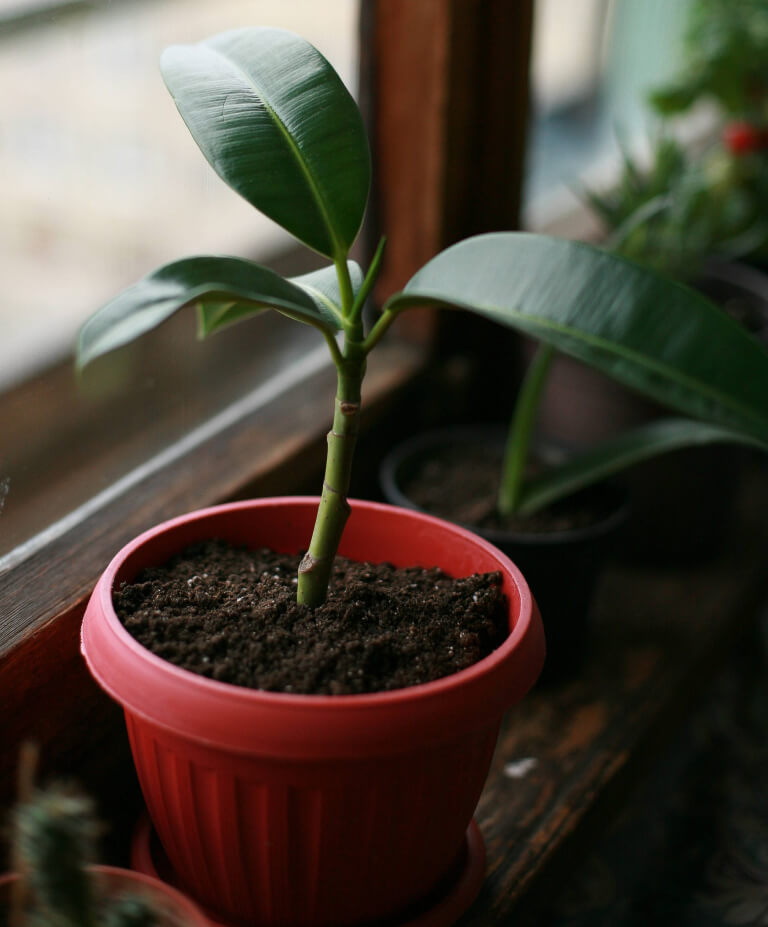 como fazer muda ficus elastica