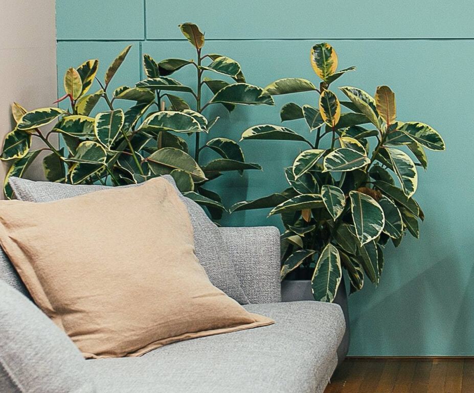 planta ficus elastica variegata decoração