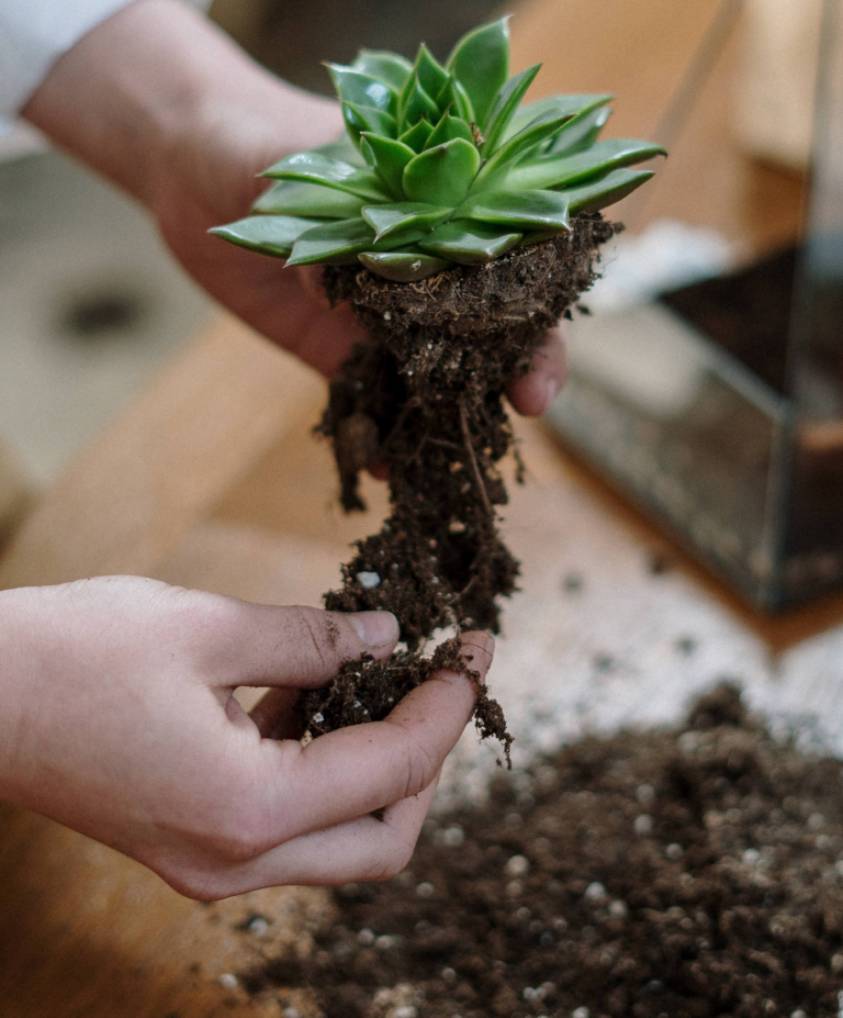 Como Preparar Substrato Para Suculentas Planta Decora