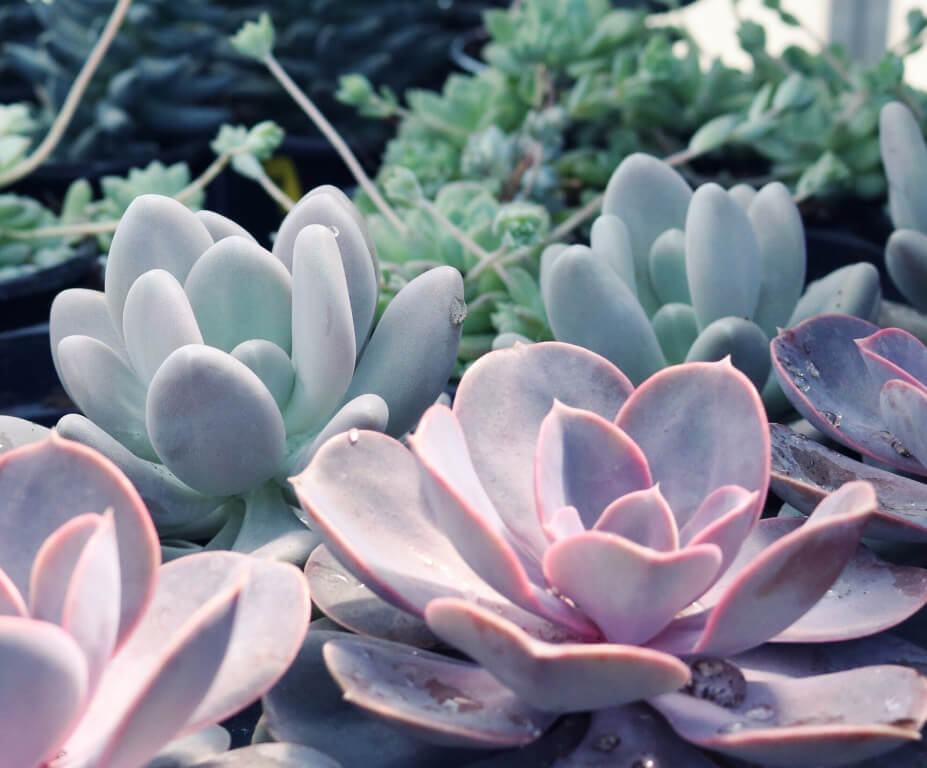 Echeveria Perle Von Nurnberg