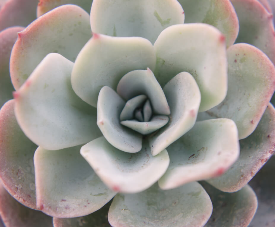 suculenta echeveria borda rosada