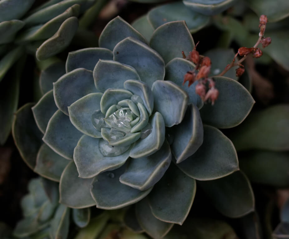 suculenta echeveria com flores