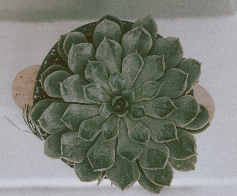 suculenta echeveria elegans