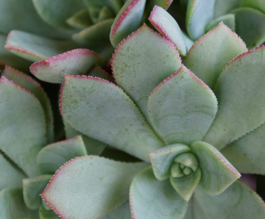 suculenta echeveria tipos