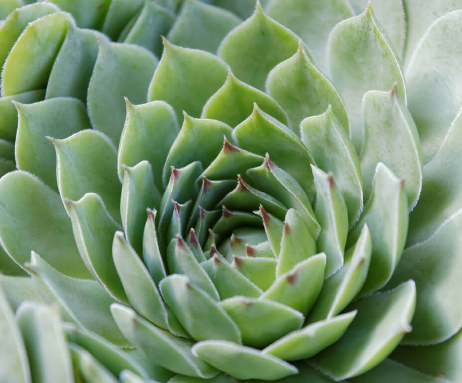 suculenta echeveria