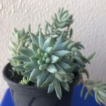 Como cuidar de suculenta echeveria?